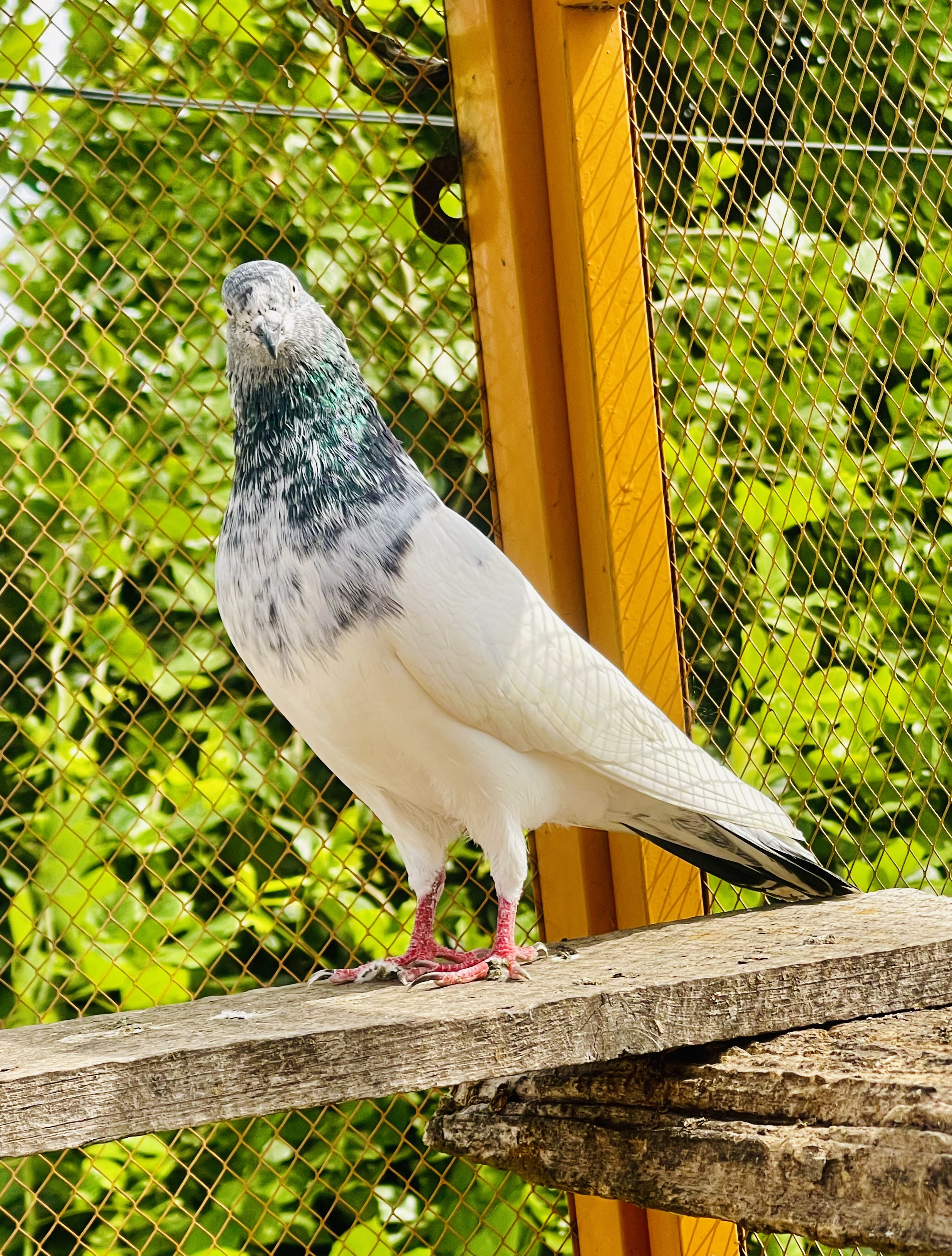 کرنل