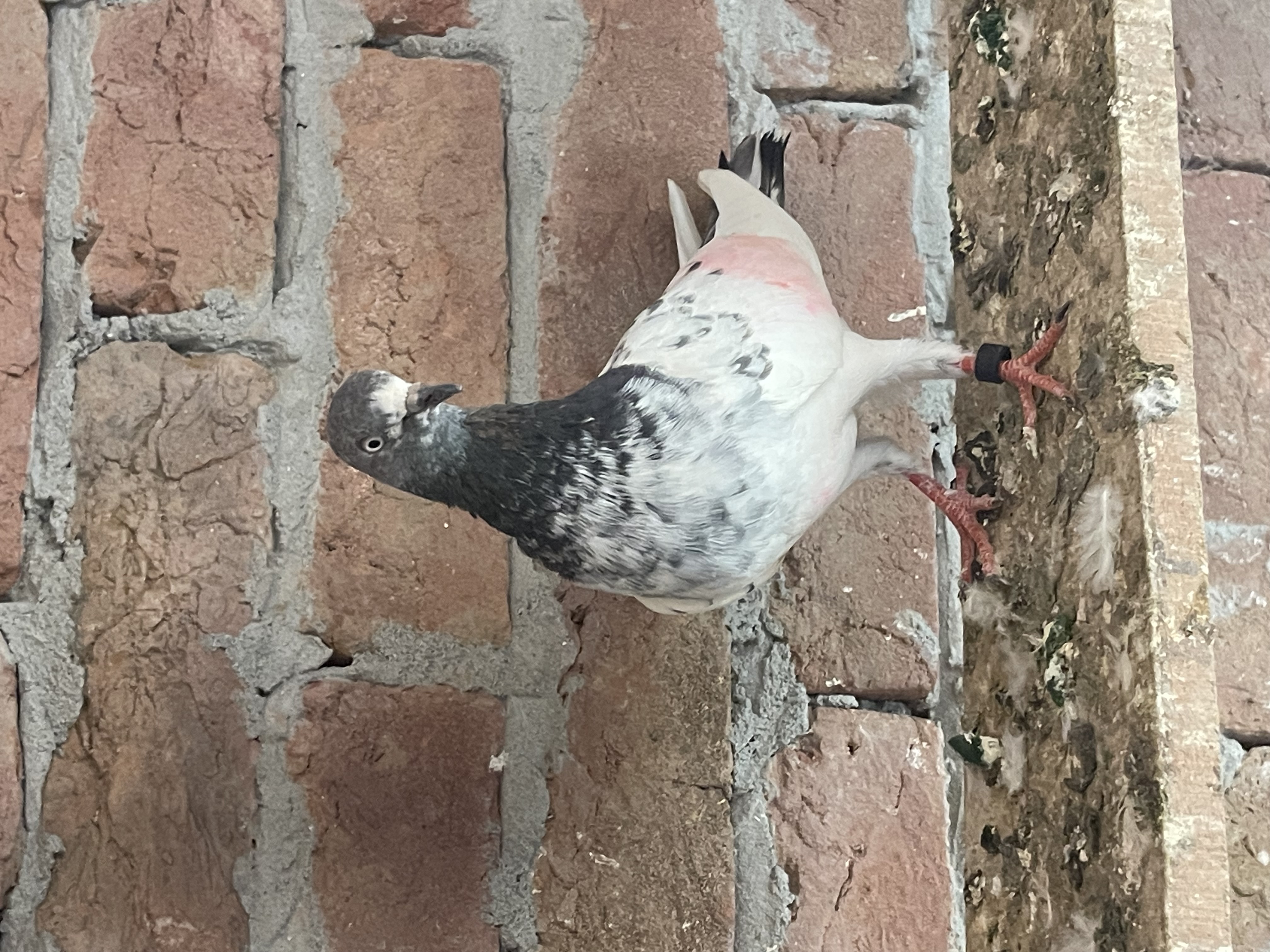 کوہ نور مادی