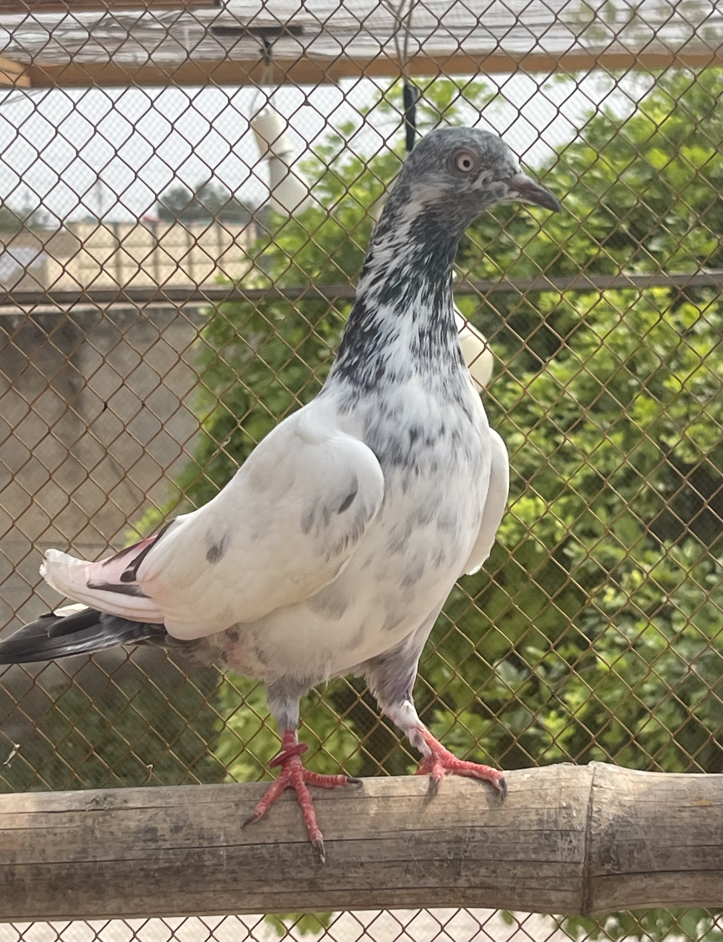 فرحان والی