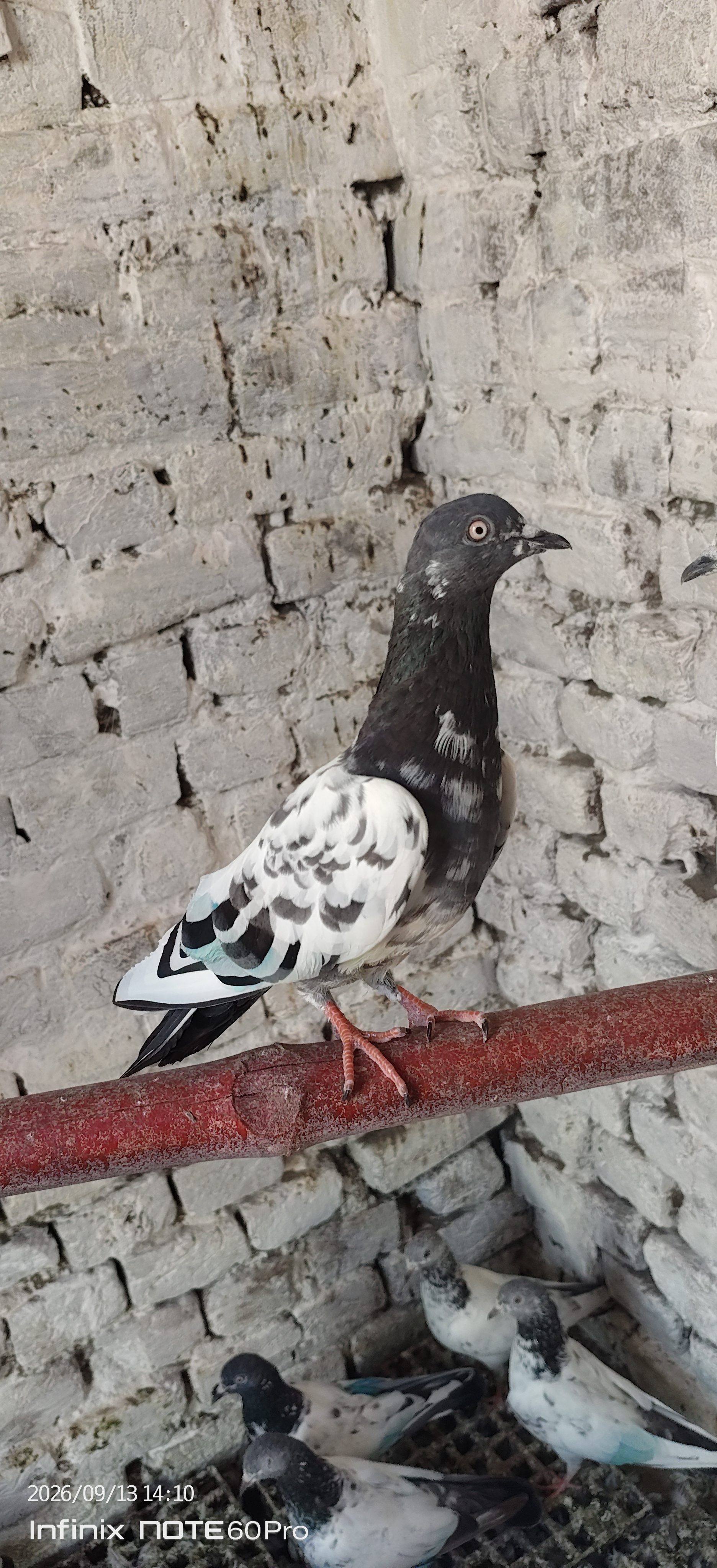 Barra Cheena