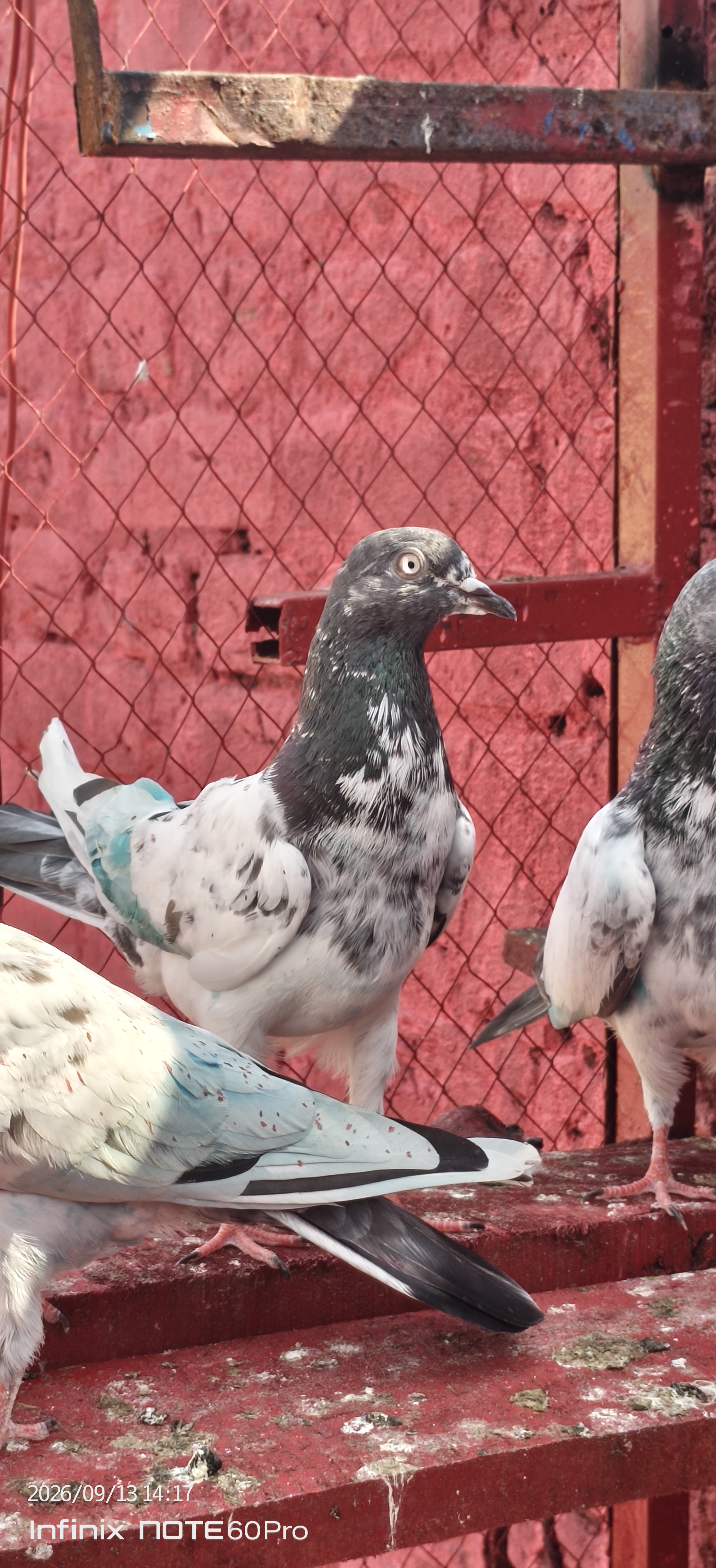 Mosay Walli Pathi