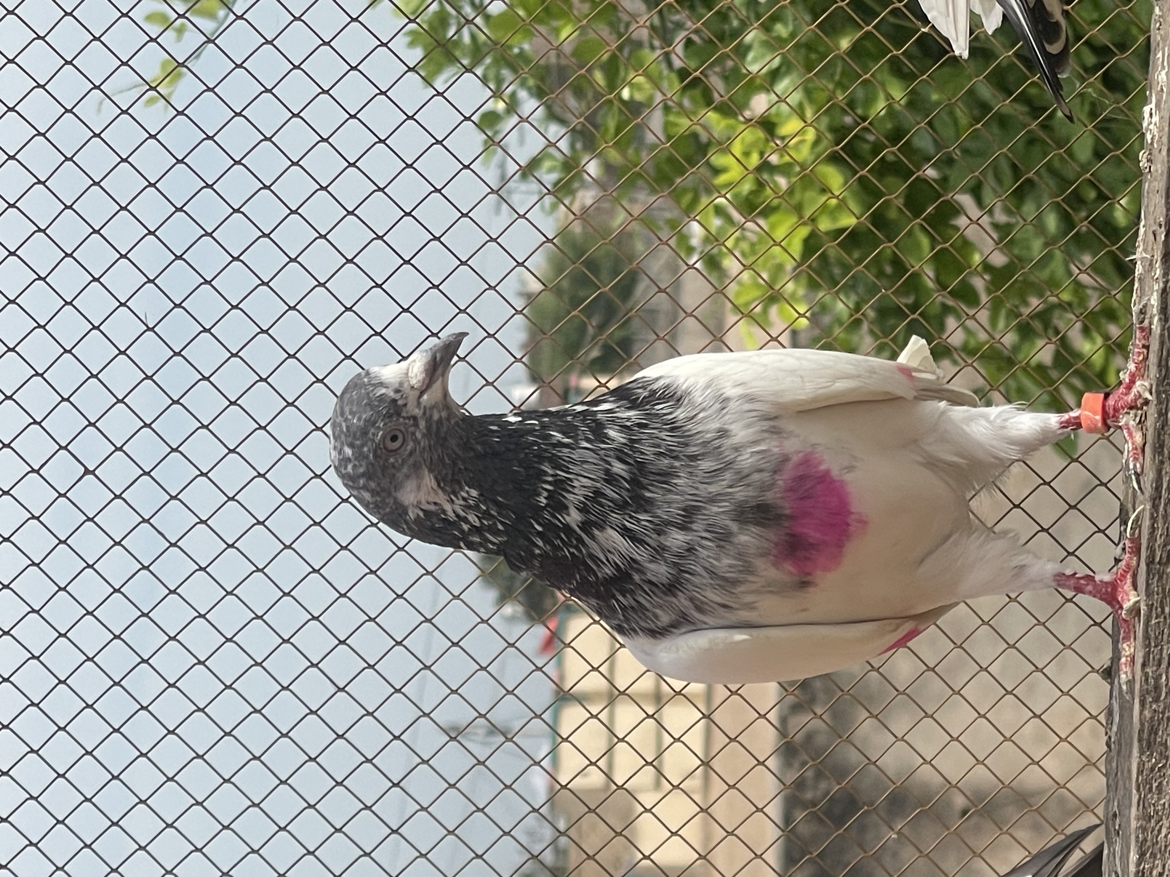 سلطان