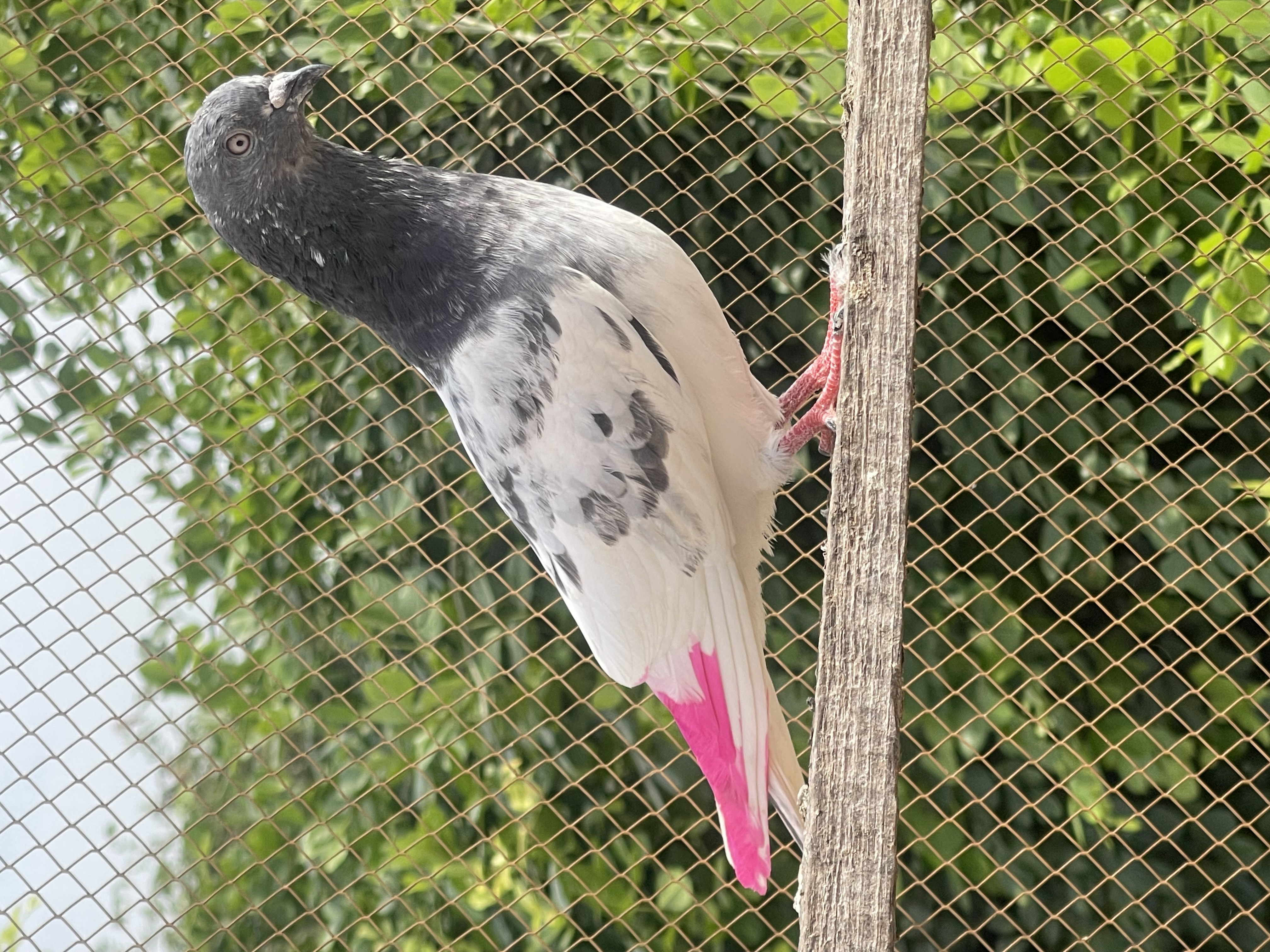 سالم آلہ