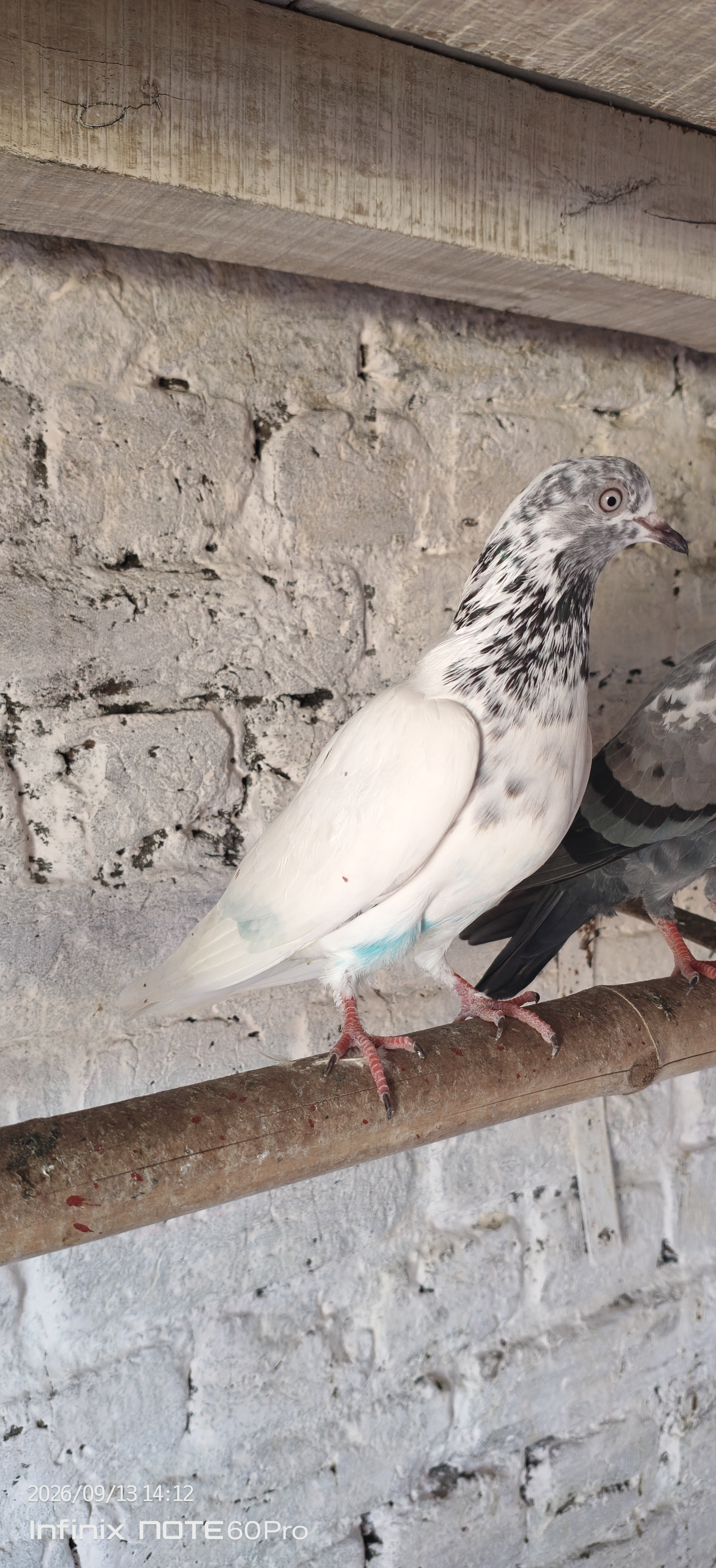 Titli Pathi