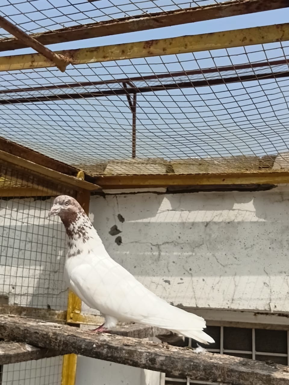 Lalsira